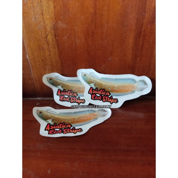 Sticker Stiker Aquarium Channa Snakehead Asiatica Red Stripe