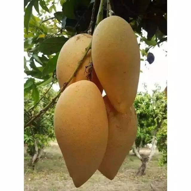 Bibit Mangga Mahatir 1M Original Kualitas super