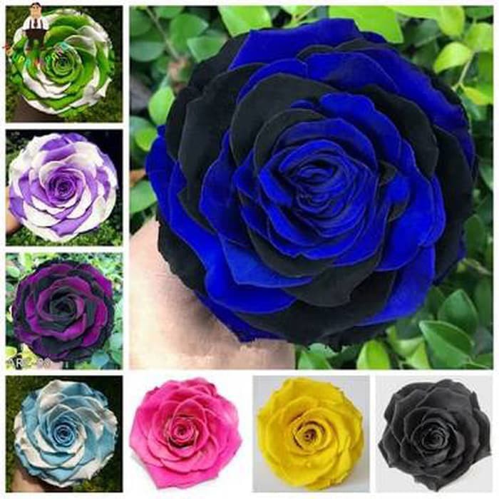 biji bibit mawar peony