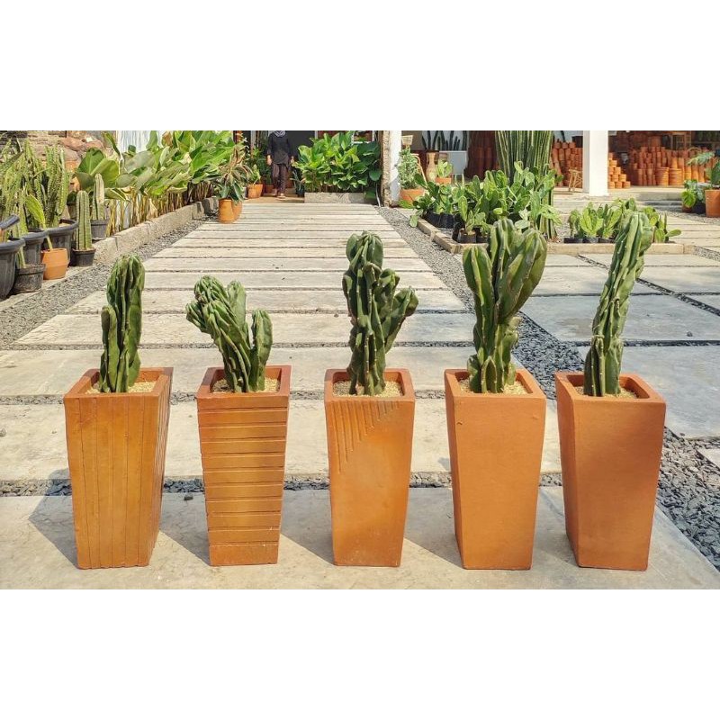 kaktus lilin bercabang kaktus pagoda