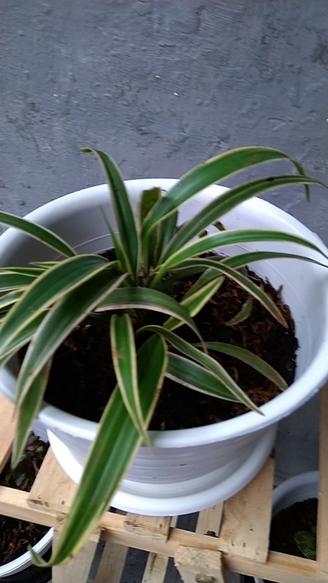 Tanaman Hias Lili Paris - Tanaman Umbi Umbian