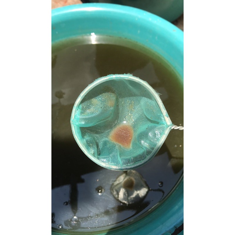 Kutir Kutu Air Moina Sp pakan Cupang dan Guppy