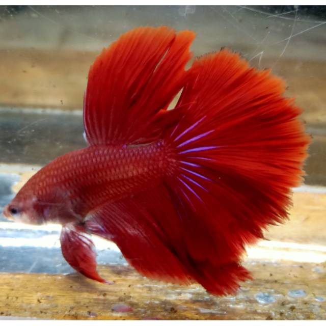Ikan Cupang Merah