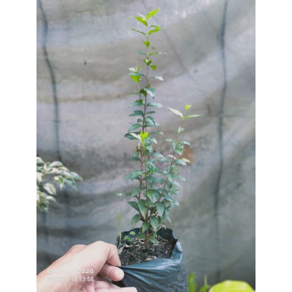 Bibit bonsai sakura mikro