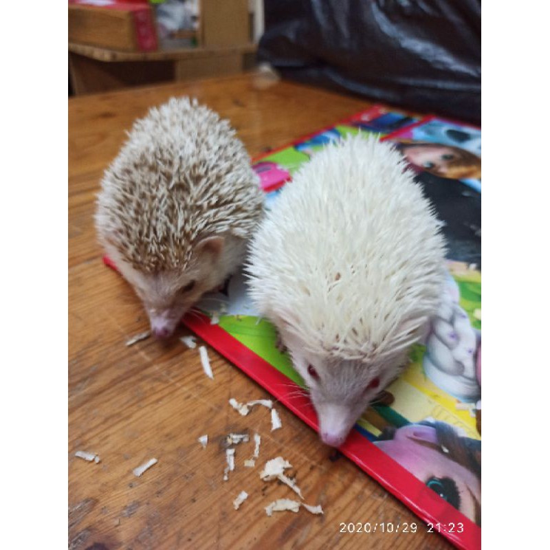 Landak mini indukan sepasang 2 ekor usia 7 bulan