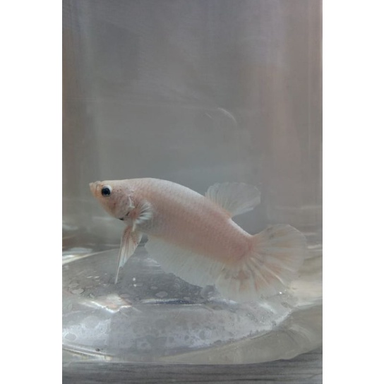 

ikan cupang white platinum real pict