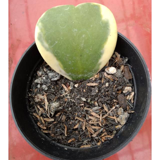 Hoya love varigata