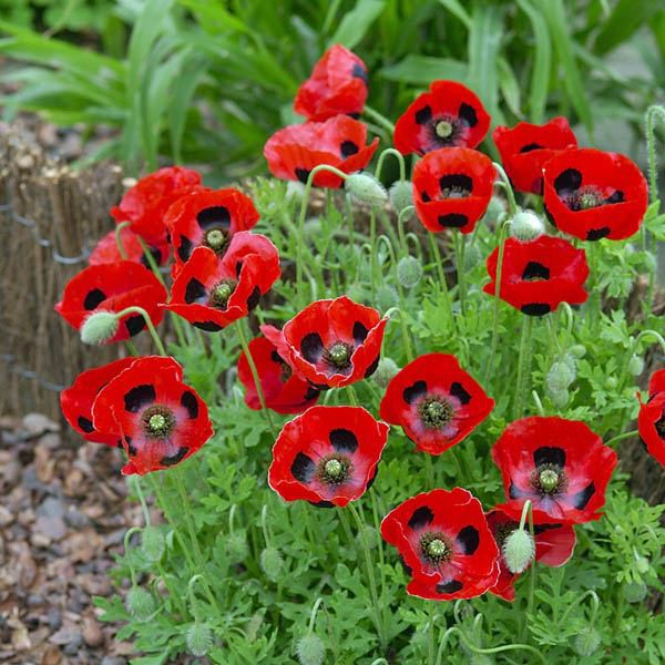 Benih Bibit Biji - Bunga Poppy Ladybird (Papaver commutatum) Flower Seeds - IMPORT