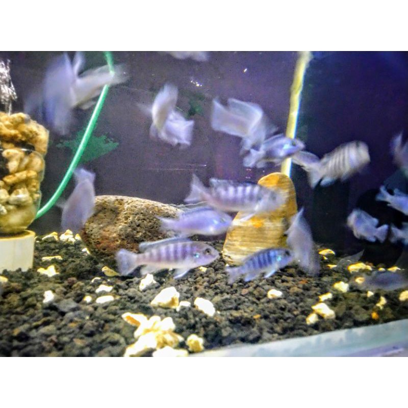 lambordi /Lombardi / kenyi cichlid Afrika