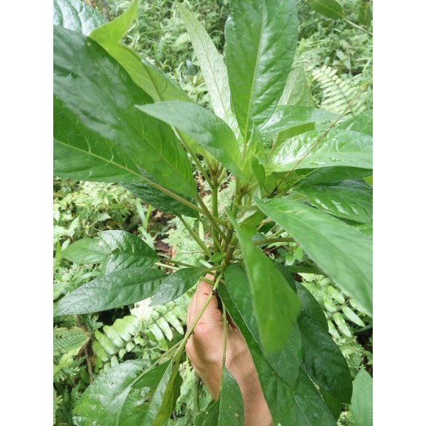 

Ready daun reundeu segar 500gram
