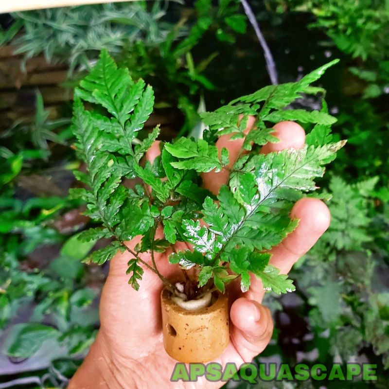 tanaman aquascape pakis rujug / aquascape pot