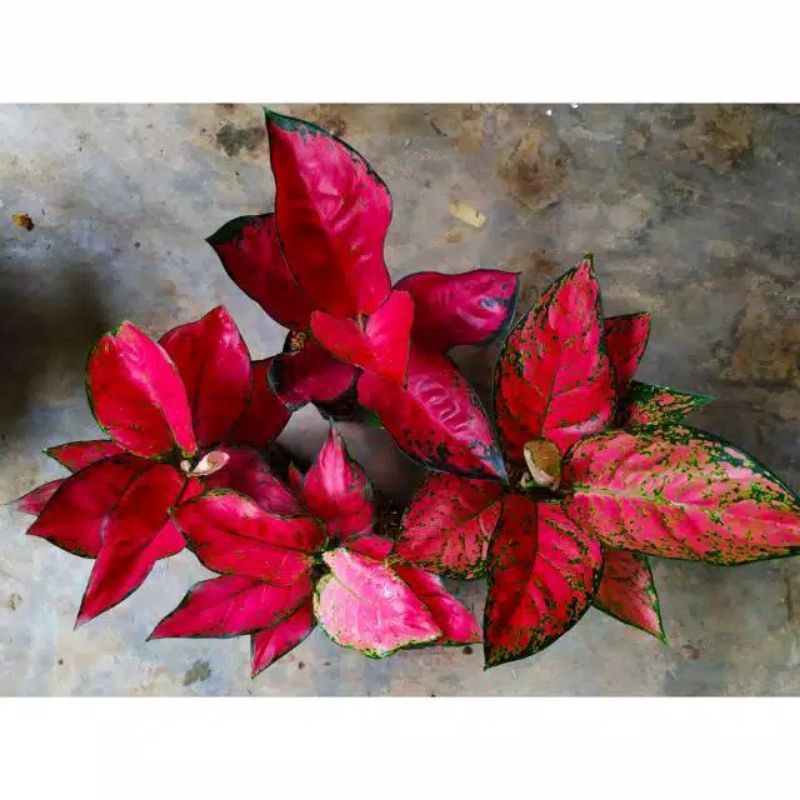 Paket 4 algonema (SUKSOM JAIPONG 2) (RED ANJAMANI 2)