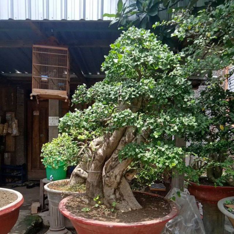 BAHAN SERUT (dongkel )