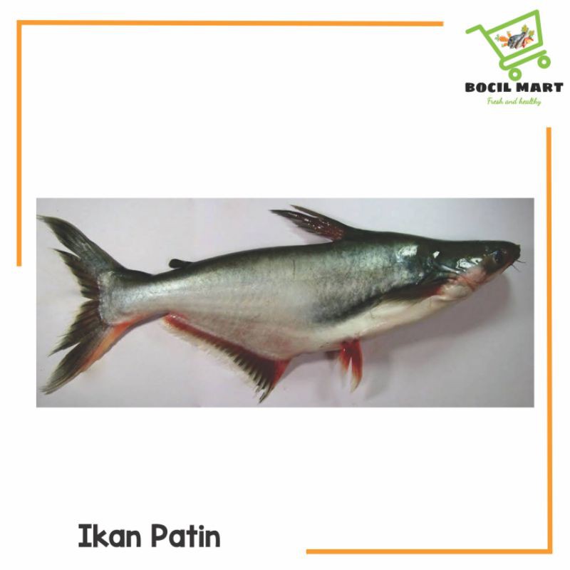 

[BOCIL MART] IKAN PATIN SEGAR 1 EKOR