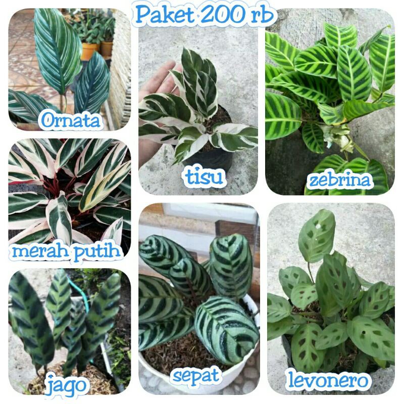 Paket Tanaman Hias Kalatea ornata,tisu,zebrina,merah putih,jago,sepat,levonero