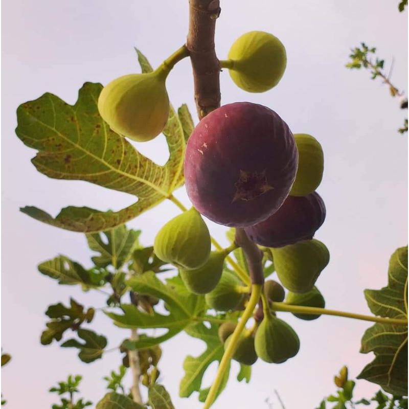 Bibit buah tin Red Palestine bibit tin genjah bibit tin rajin berbuah