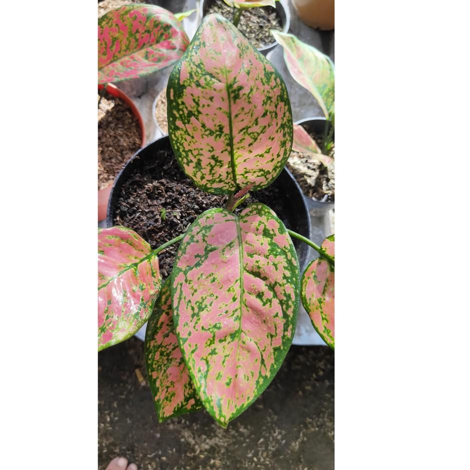 Terbaik.. Aglonema lady valentine ruby valentine rubi valentine murah (BISA COD)