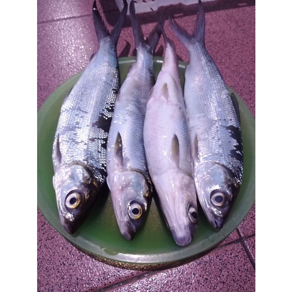 

Ikan Bandeng Fresh