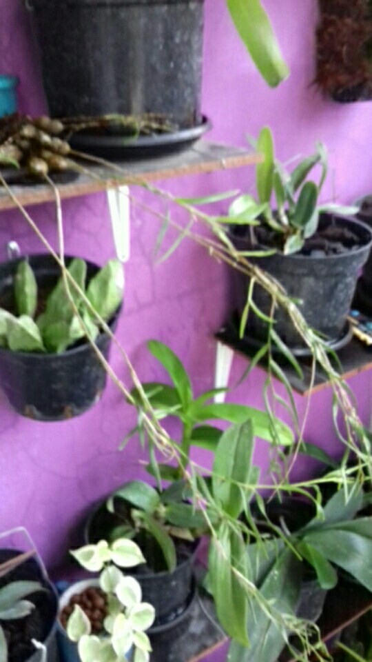 Anggrek Dendro Linearifolium