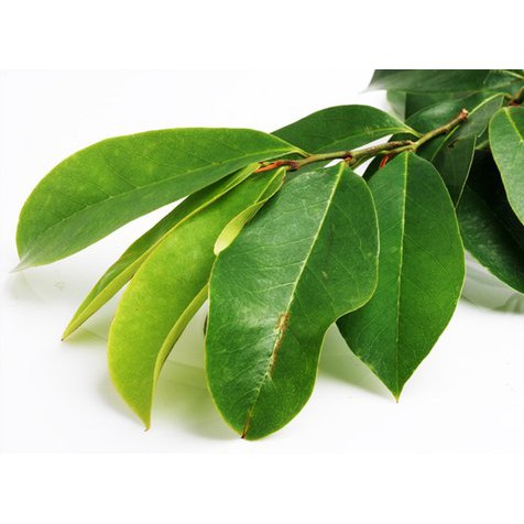 

Daun Sirsak Segar 100 lbr