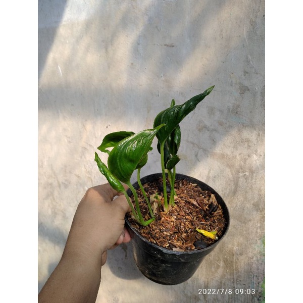 (PROMO ) epipremnum shangrila (shangri-la)