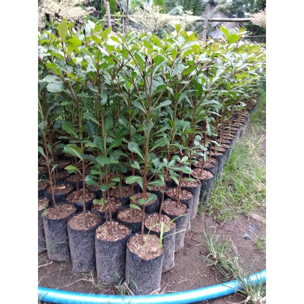 Bibit Tanaman Ketapang Kencana Varietas Unggul(beli 5 gratis 1)-2