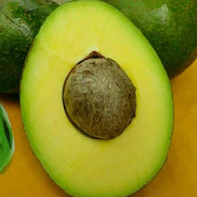 TANAMAN HIDUP BIBIT POHON ALPUKAT MIKI KAKI 3 KW+