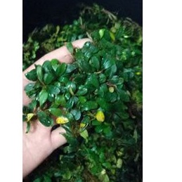 buce mini  clump aquascape