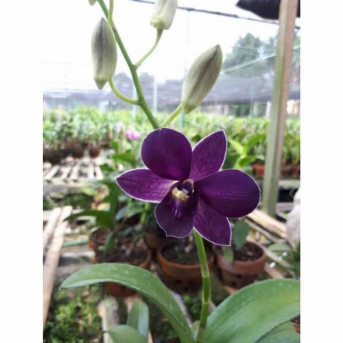 anggrek dendro dewasa