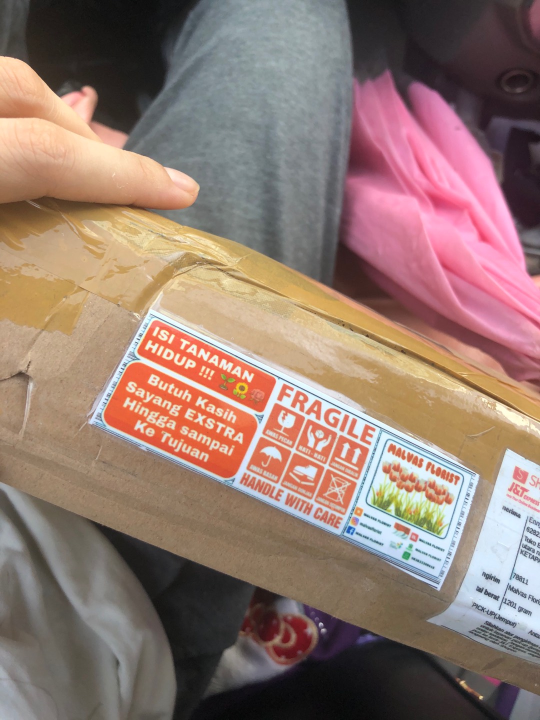 Tanaman Hias - Bibit Bunga Gloxinia