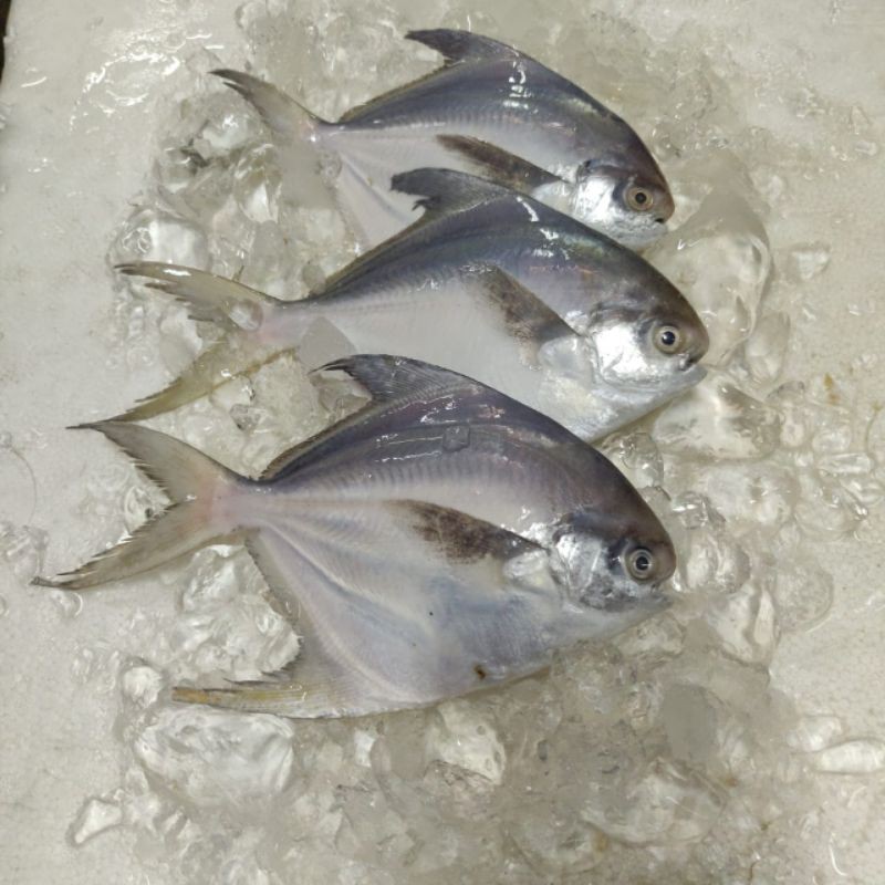 

Bawal Putih Fresh 100-150gr