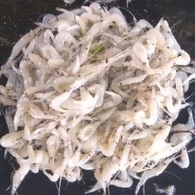 Umpan Pancing Udang Air Tawar Galatama