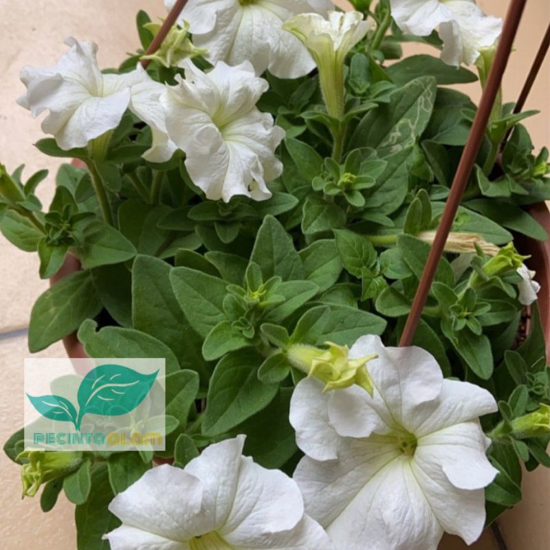 Bibit tanaman bunga petunia/Pohon bunga hias petunia