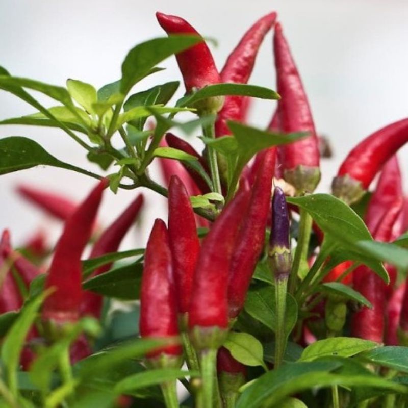 bibit cabe rawit sonar