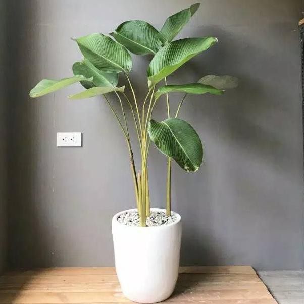 Paling Dicari Tanaman hias daun calathea lutea luthea Paling Dicari Tanaman hias daun calathea lutea luthea