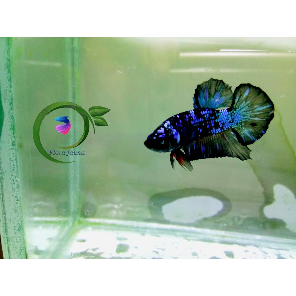 ikan hias cupang avatar gordon top grade perpasang termurah