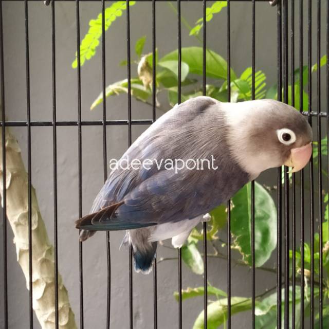 ADEEVAPOINT | Burung Lovebird | Ewing Blue