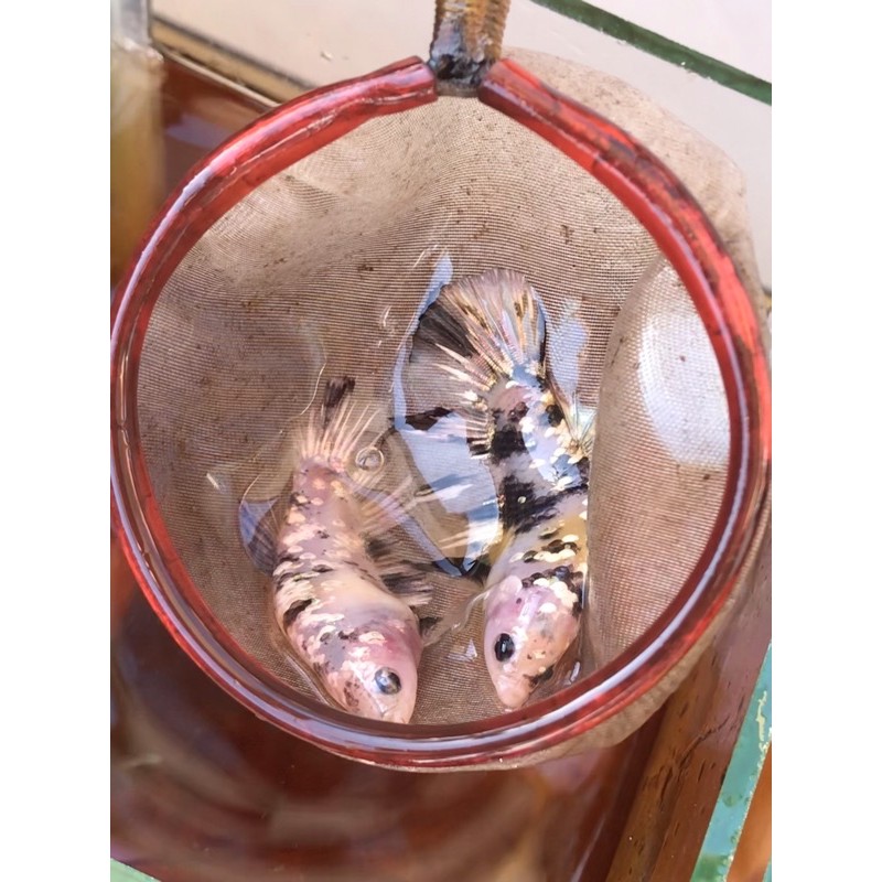 Yellow koi cooper gold 1 pair
