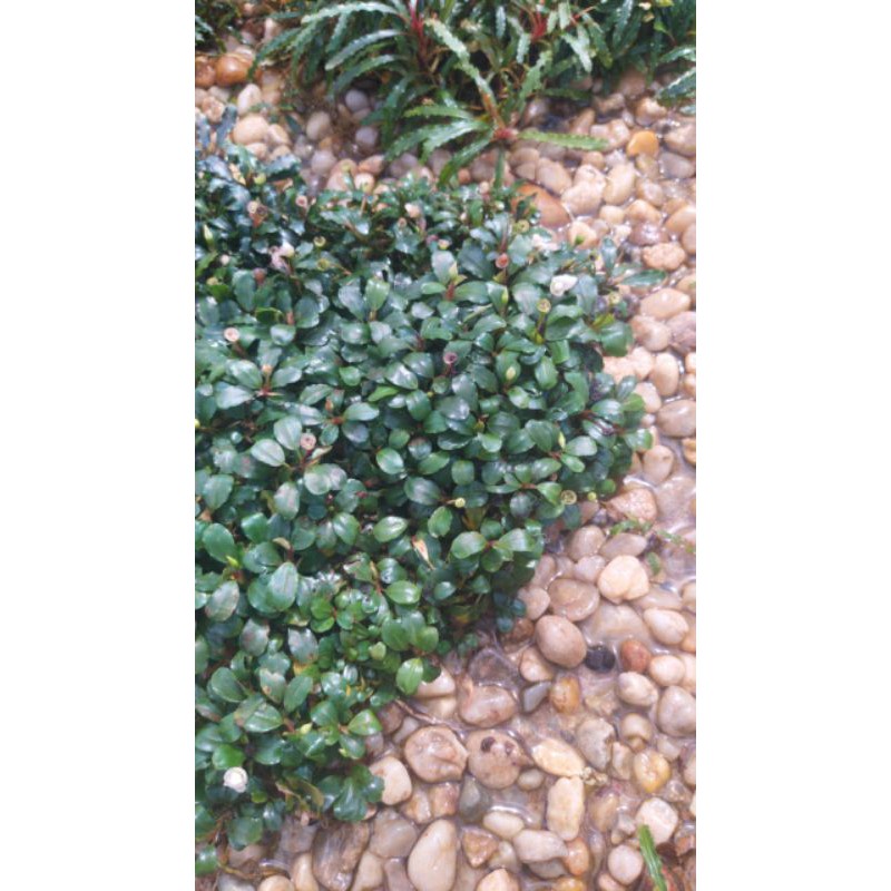 Buce Phalandra Bucephalandra Super Mini Mikro Micro Clump - Tanaman Tumbuhan Stamp stem Aquascape