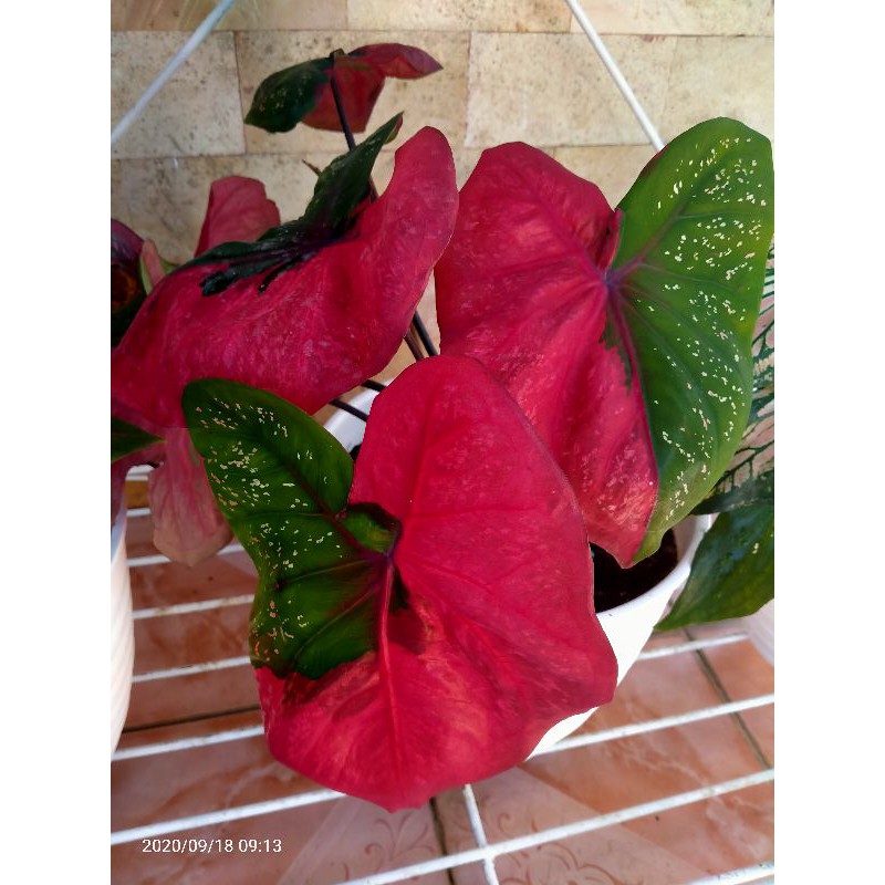 Keladi Baret Merah Indukan Shopee Indonesia