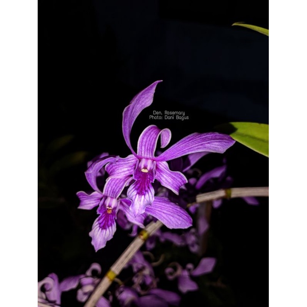 Anggrek Den.Rosemary Dewasa Bunga harum