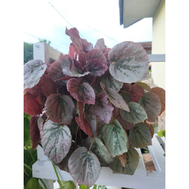 begonia silver pink