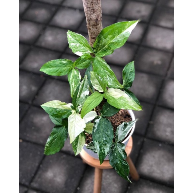 Jual Tanaman Hias Syngonium Varigata Tanaman Hias Syngonium Albo