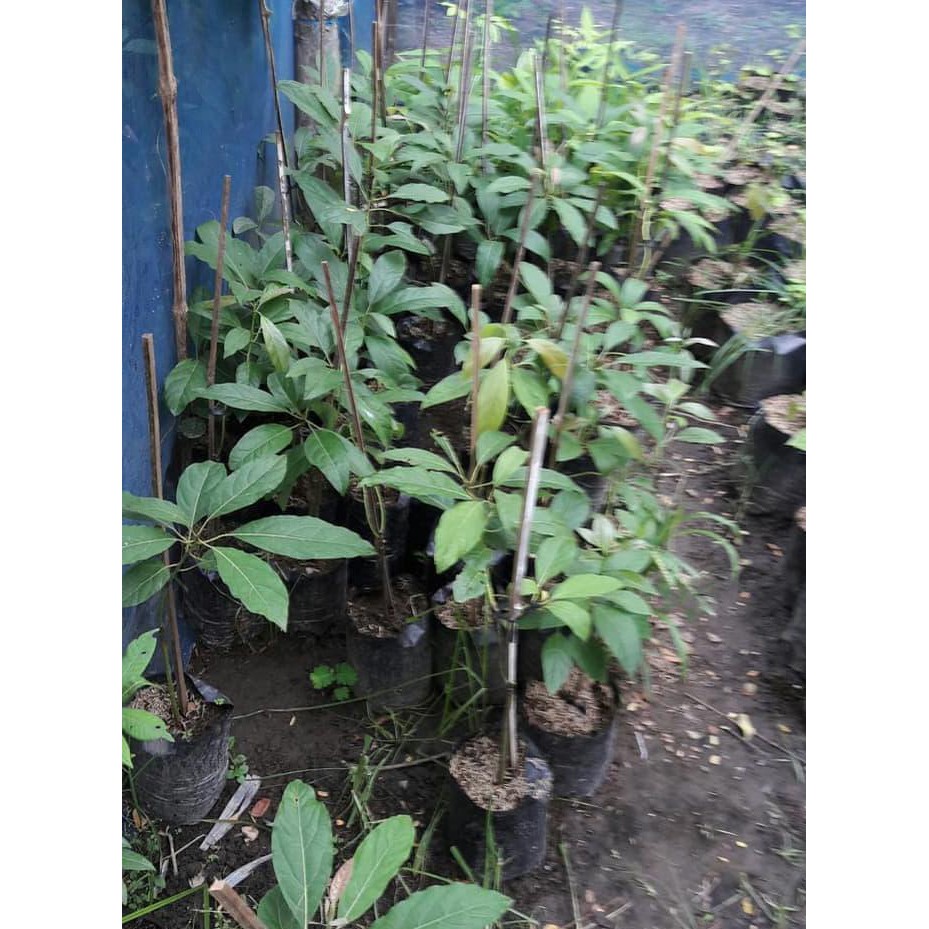 ASLI! BIBIT BENIH TANAMAN BIBIT ALPUKAT HASS AUSTRALIA SUPER ORI