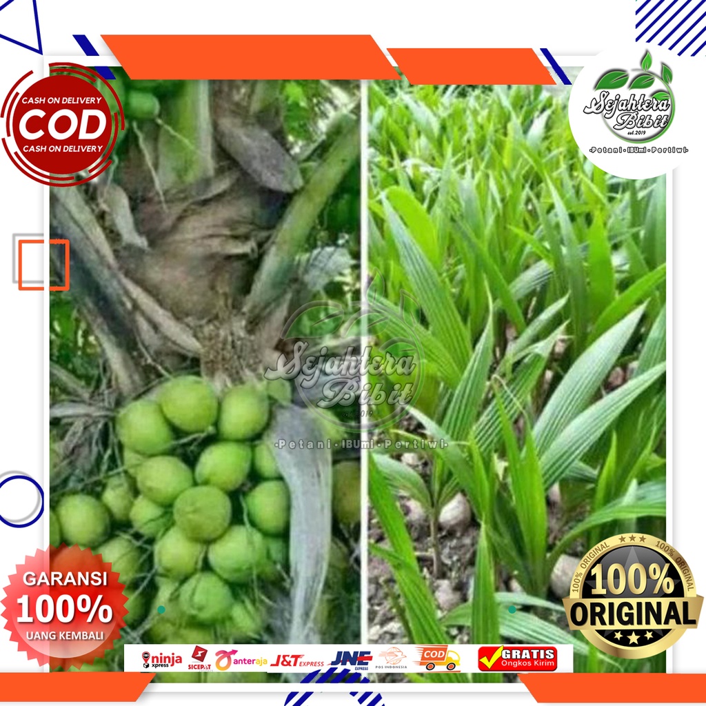 bibit kelapa hibrida super genjah
