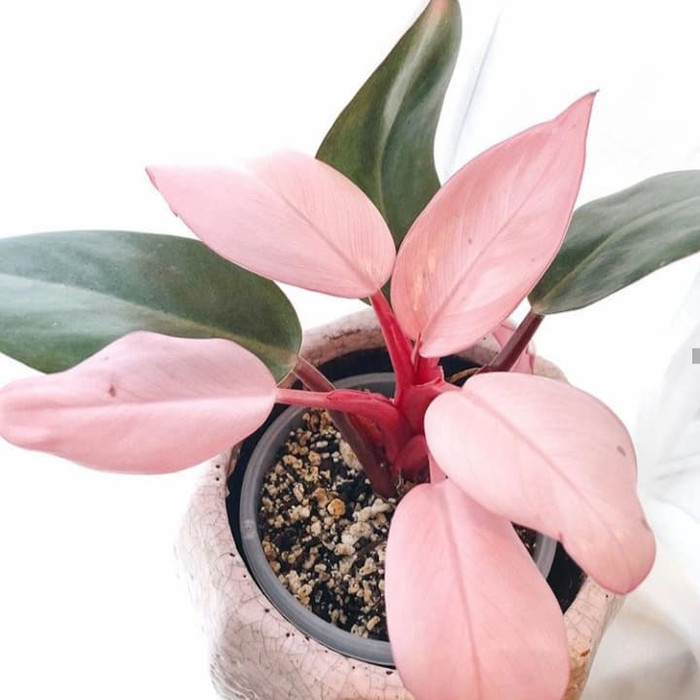 tanaman hias philodendron pink congo - philodendron - pink Congo