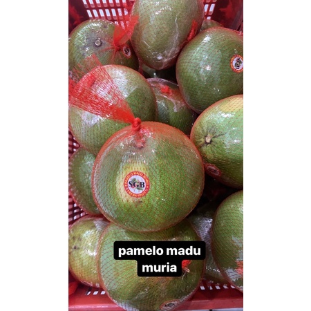 

buah jeruk bali pamelo warna daging pucat pink pomelo madu banyak air asli jawa tengah 1 butir utuh