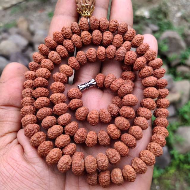Rudraksha jenitri mukhi 10