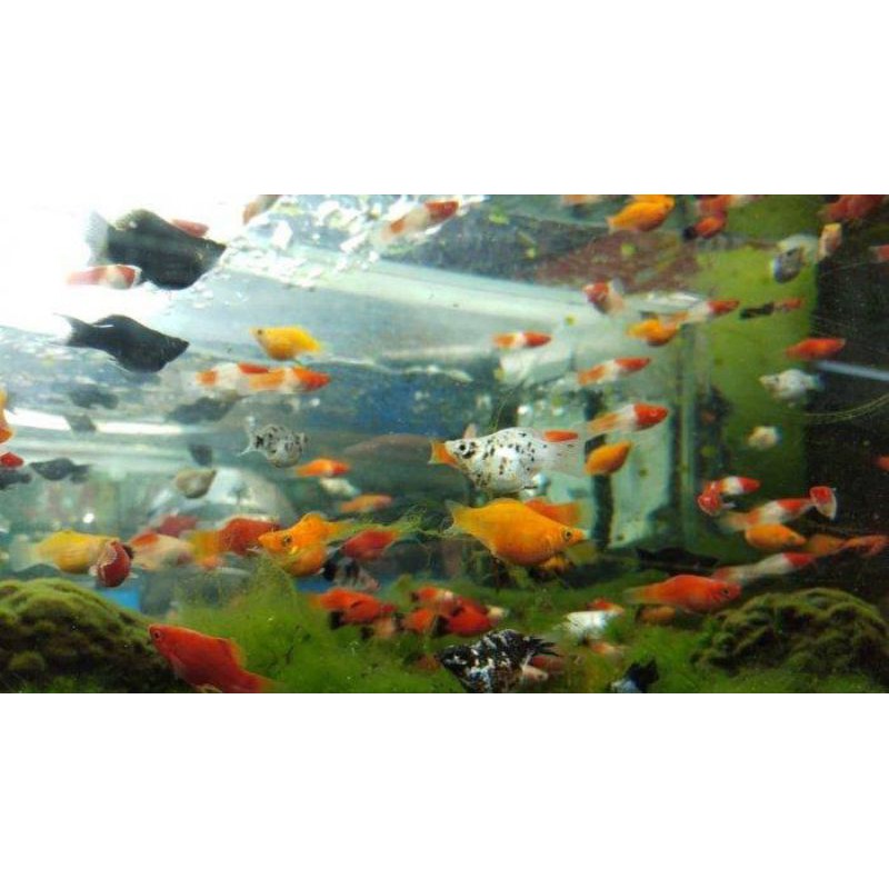 

ikan platy paket mix 5 ekor