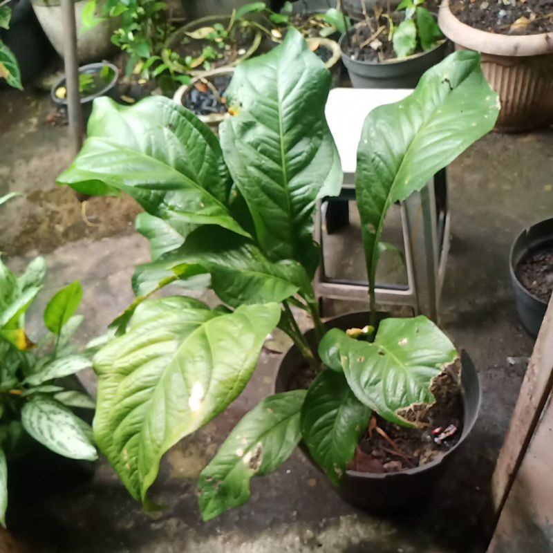 jemani tanduk tangkai panjang